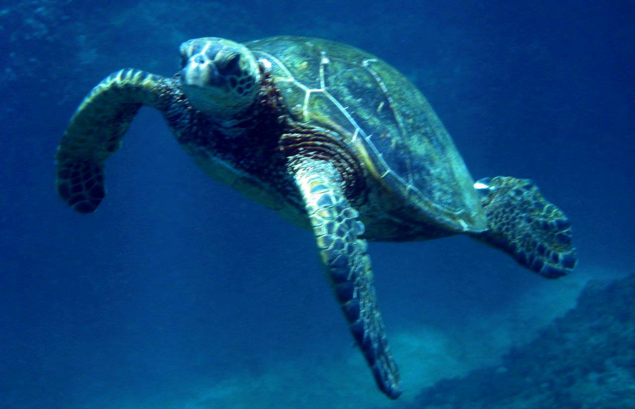 Friendly Sea Turtle
